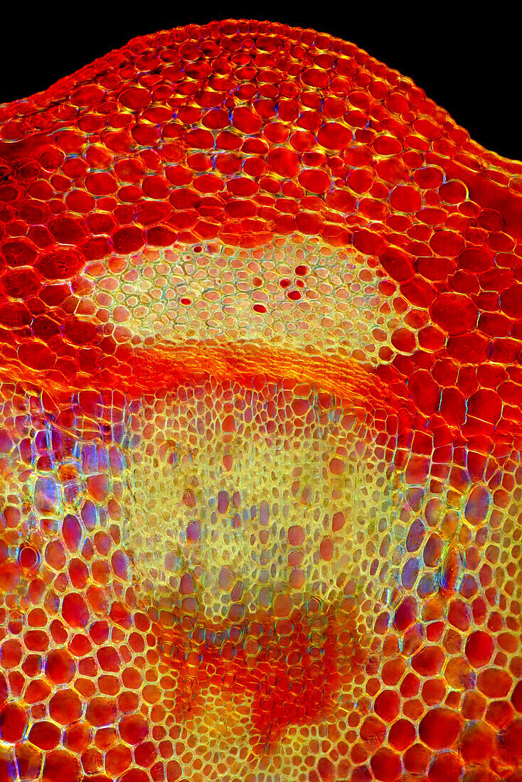 Senecio sp. vascular bundle, light micrograph