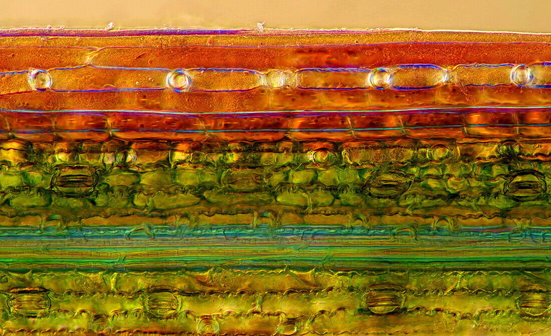 Reed stalk, light micrograph