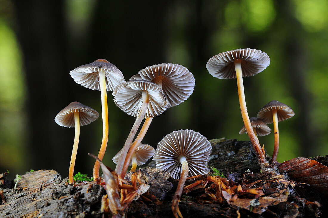 Clustered bonnet mushrooms