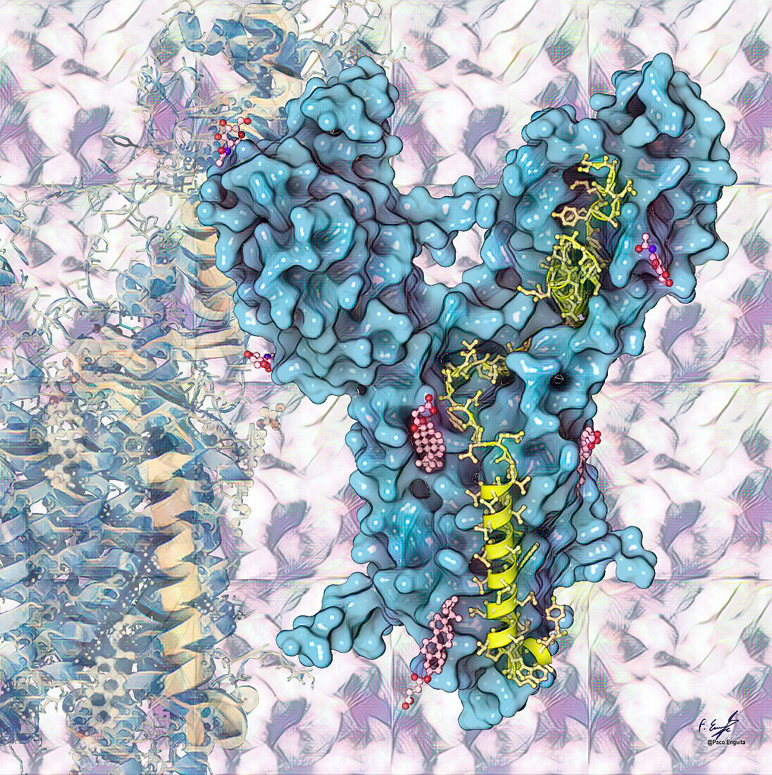 Dispatched-1 protein, illustration