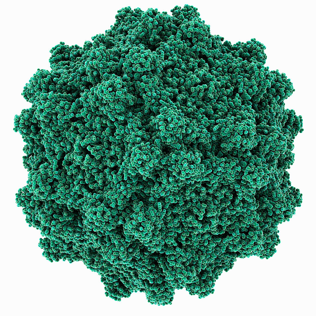 Adeno-associated virus serotype 4 capsid, molecular model