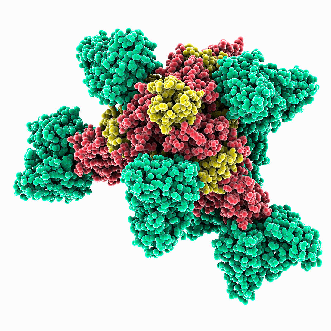 Ebola virus complexed with Inmazeb, molecular model