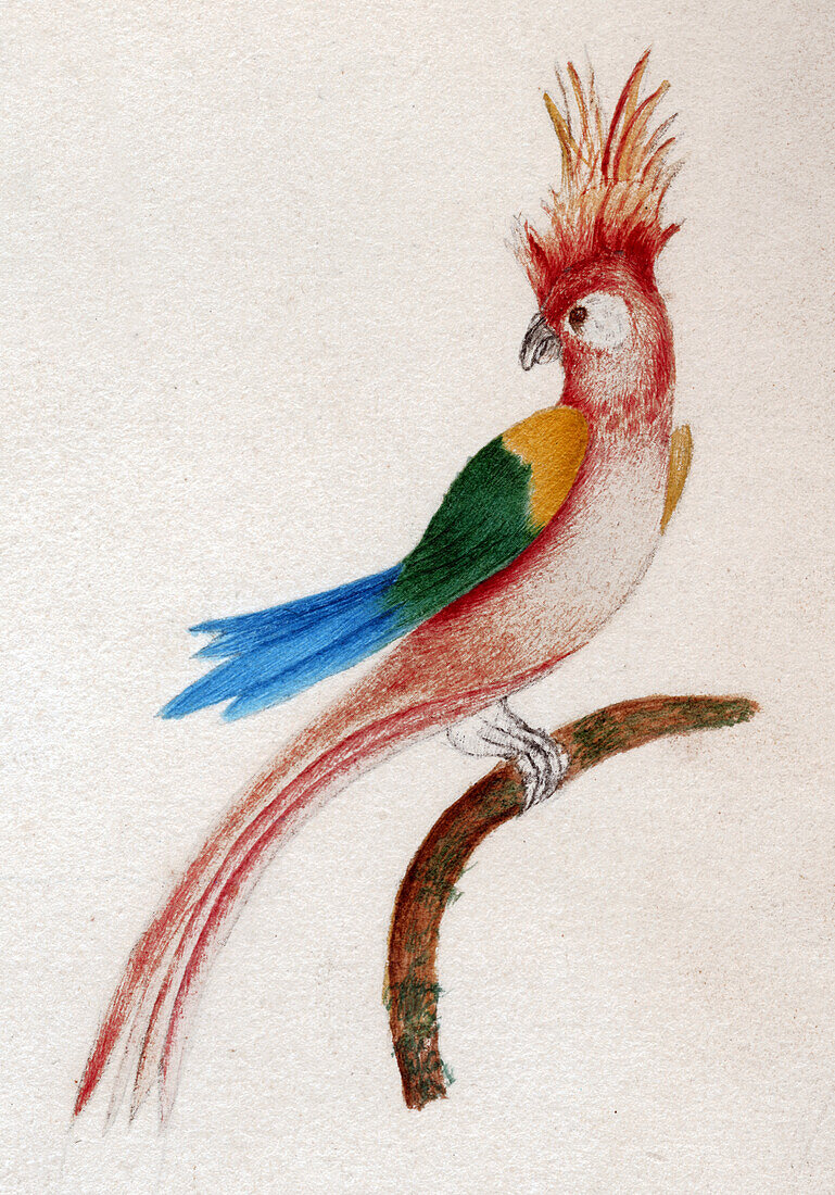 Crested parakeet, illustration