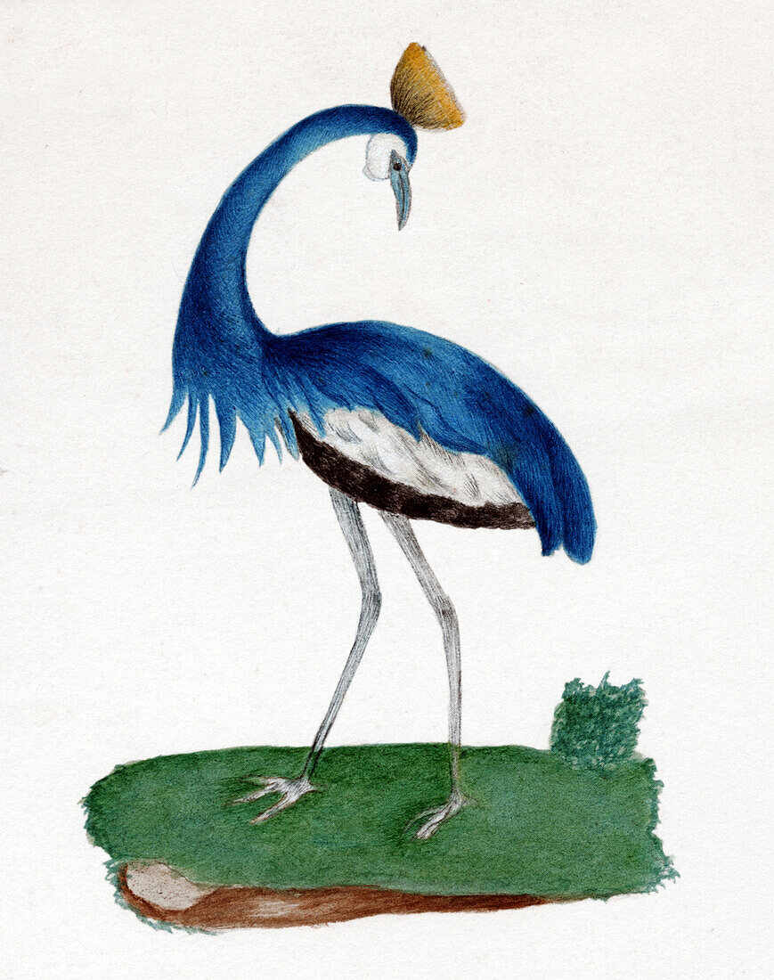 Crested heron, illustration