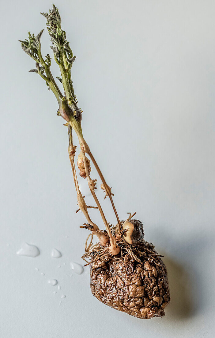 Potato (Solanum tuberosum) plant