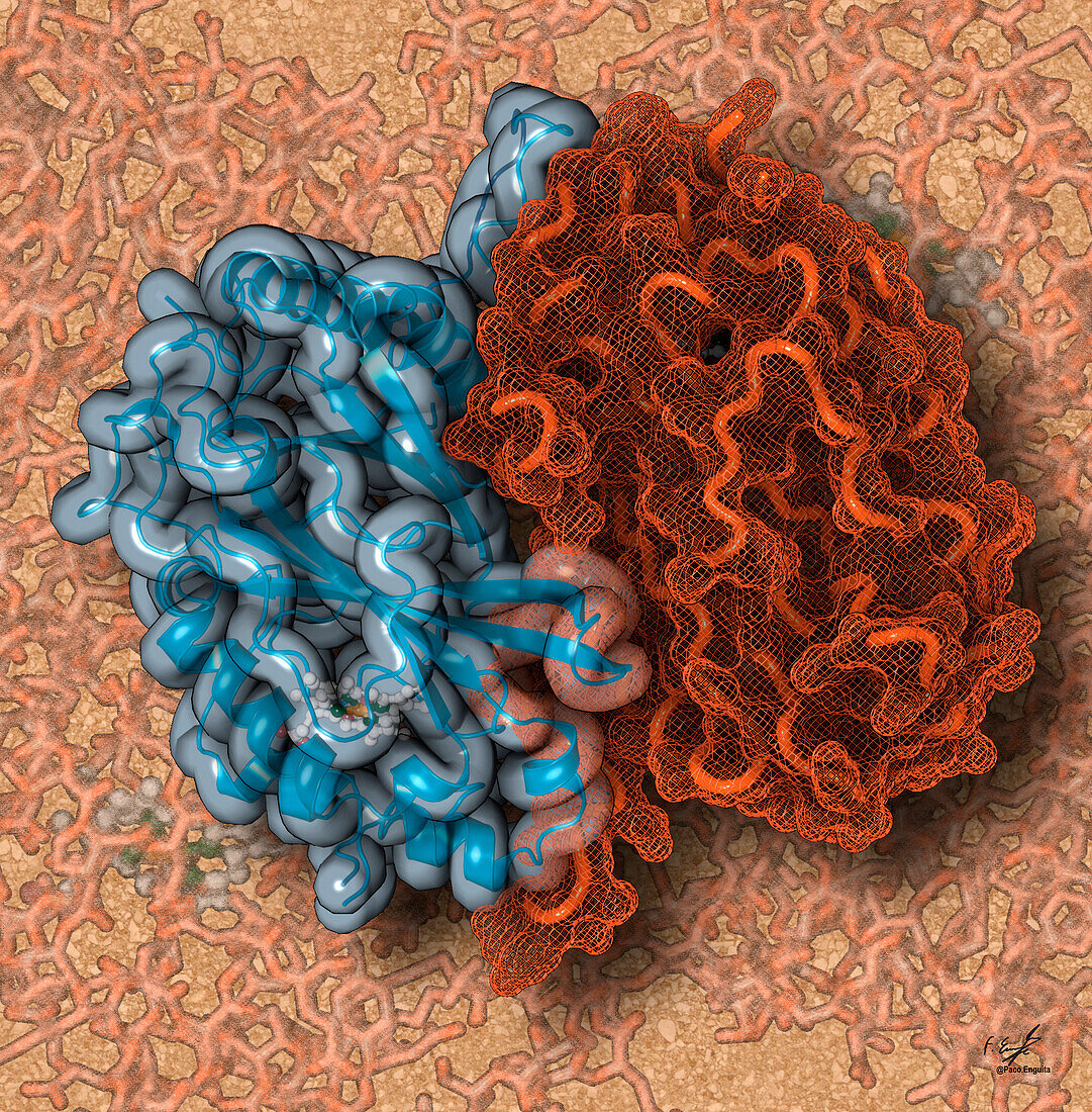 DyP-type peroxidase, illustration