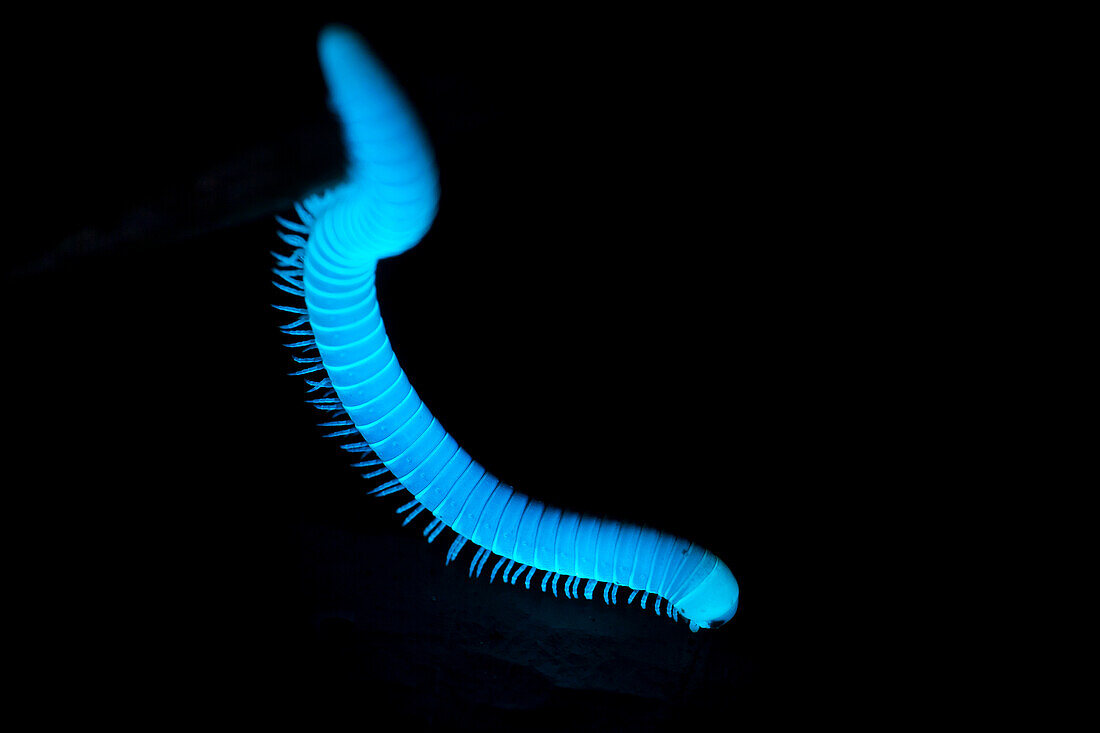 Millipede fluorescing under UV light