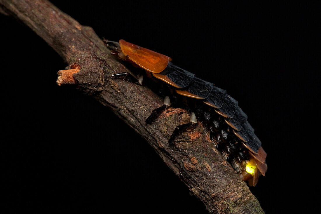 Bioluminescent firefly larva