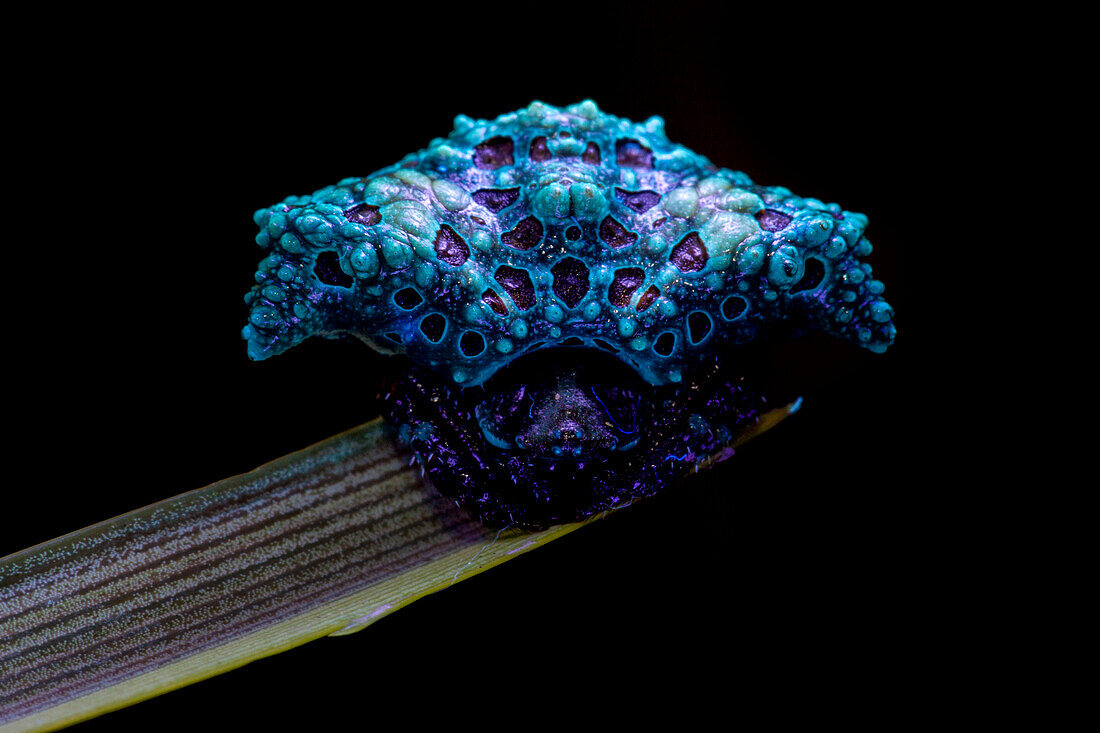 UV fluorescence of a bird dung spider