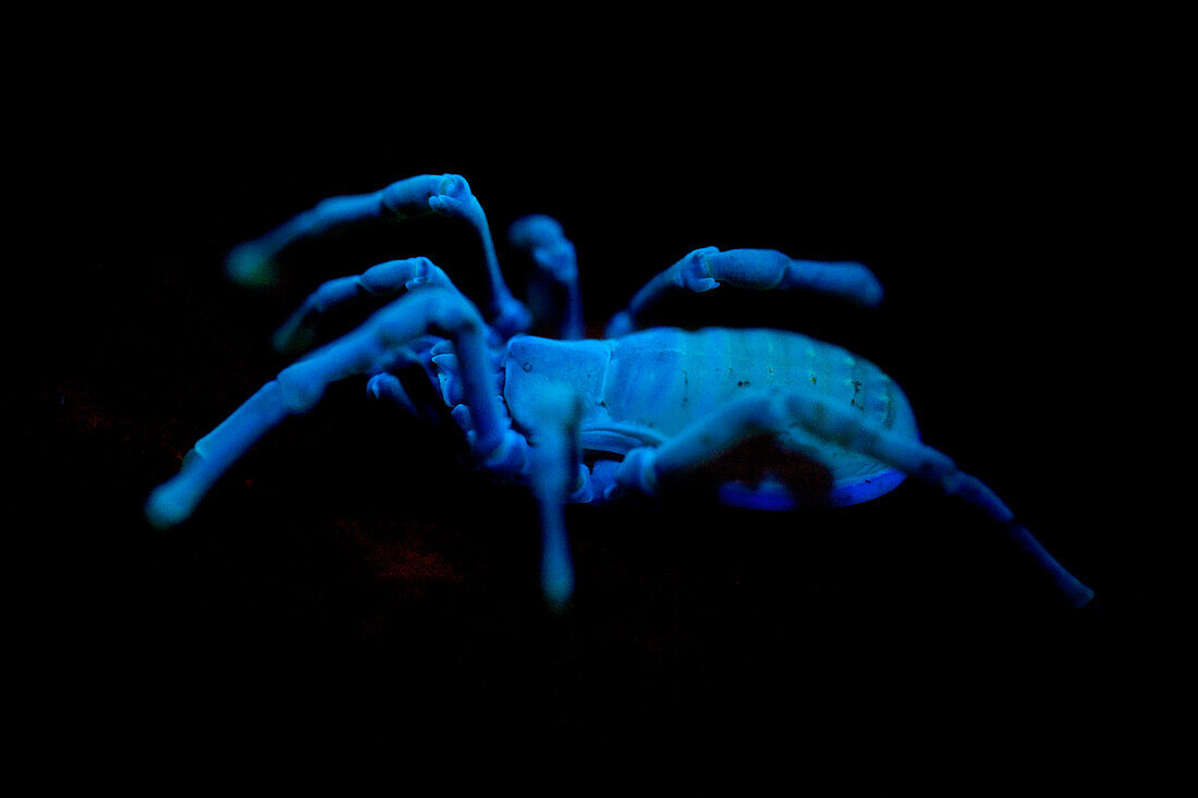 UV fluorescence of a harvestman
