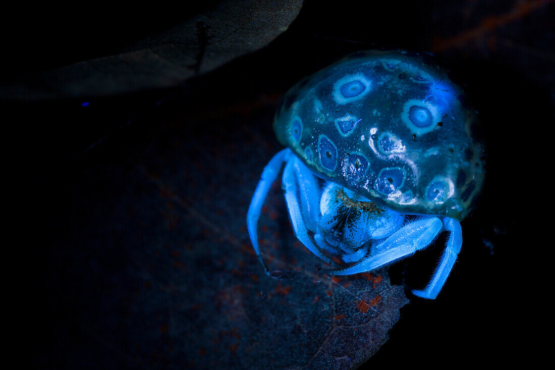 UV fluorescence of a ladybird spider