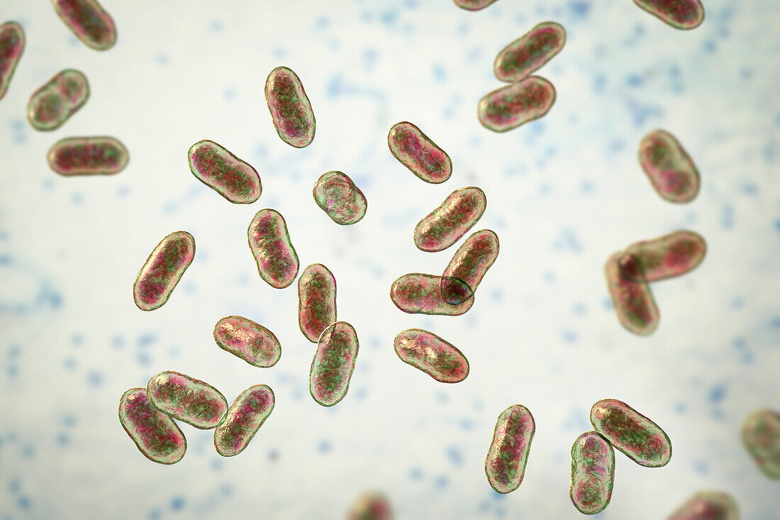 Prevotella bacteria, illustration