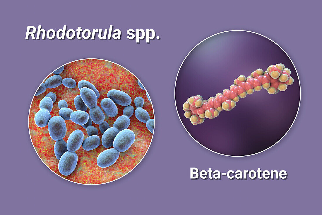 Rhodotorula fungi and beta-carotene molecule, illustration