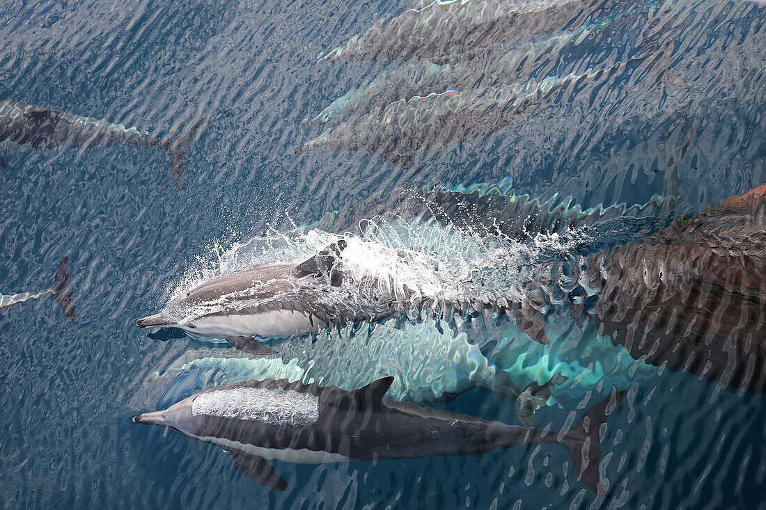 Common dolphin pod playing with the bow of a ship