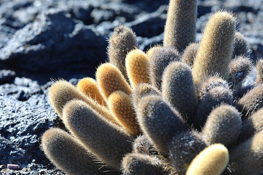 Lava cactus