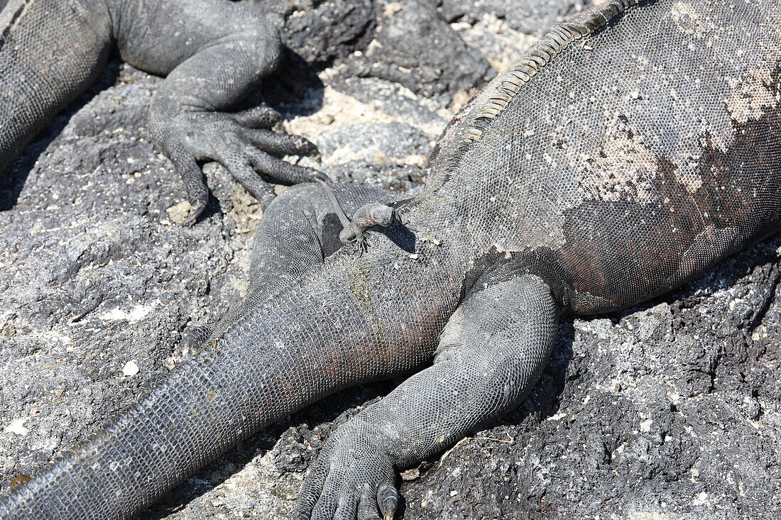 Galapagos marine iguana with lava lizard