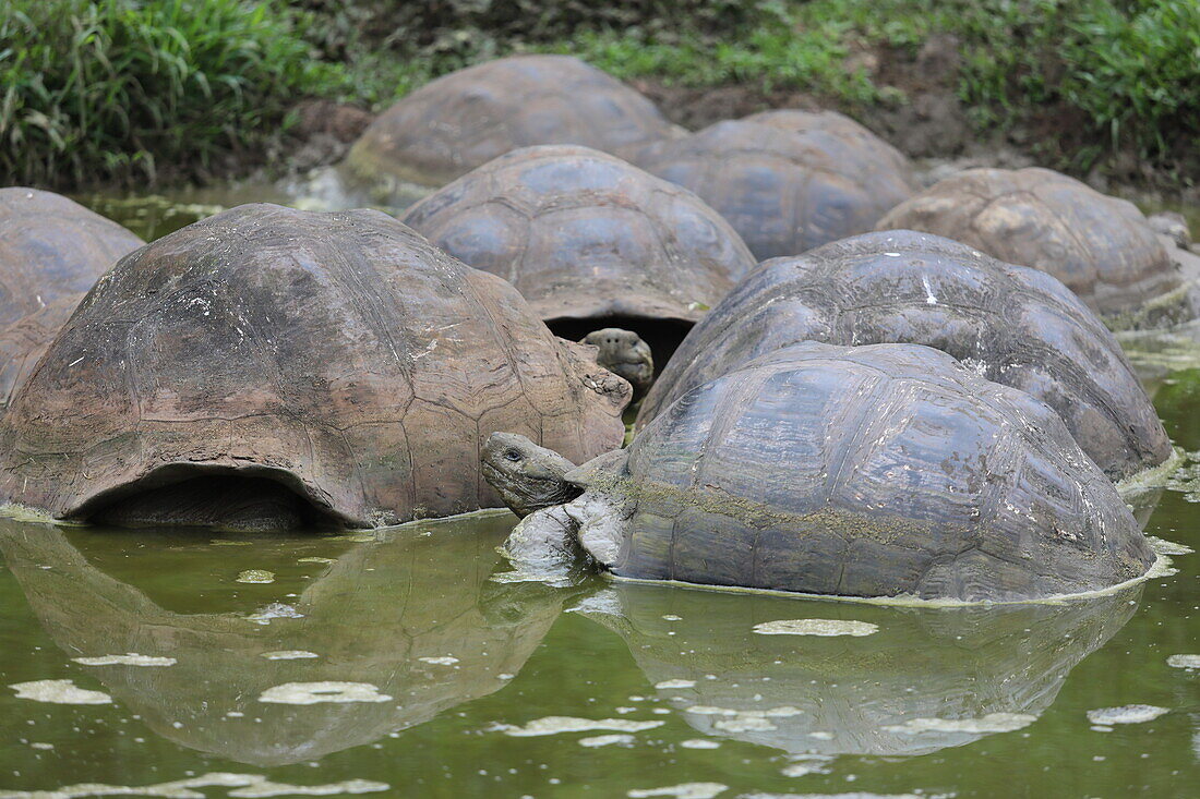 Galapagos giant tortoises in water