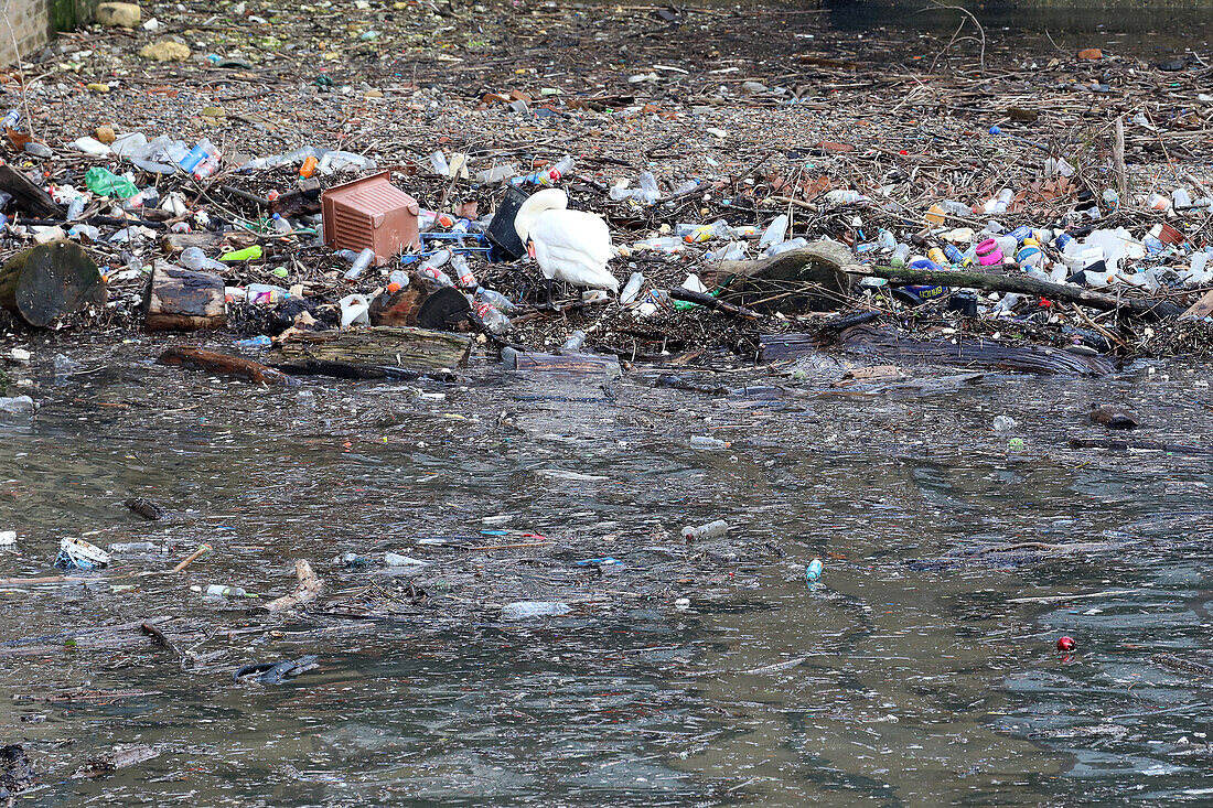 Preening mute swan amongst plastic debris