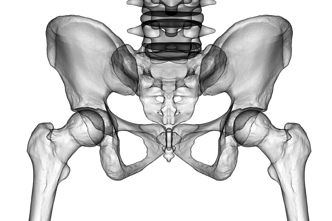 Anatomy of the pelvis bones, illustration