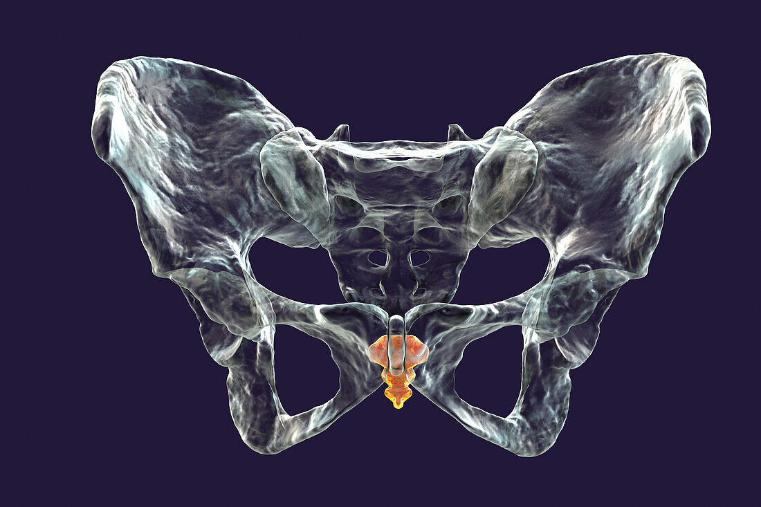 Anatomy of the coccyx bone, illustration