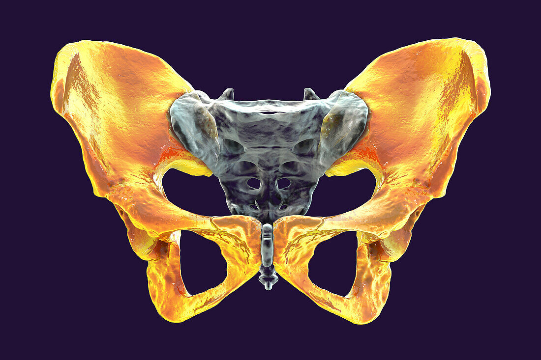 Anatomy of the coxal bones, illustration