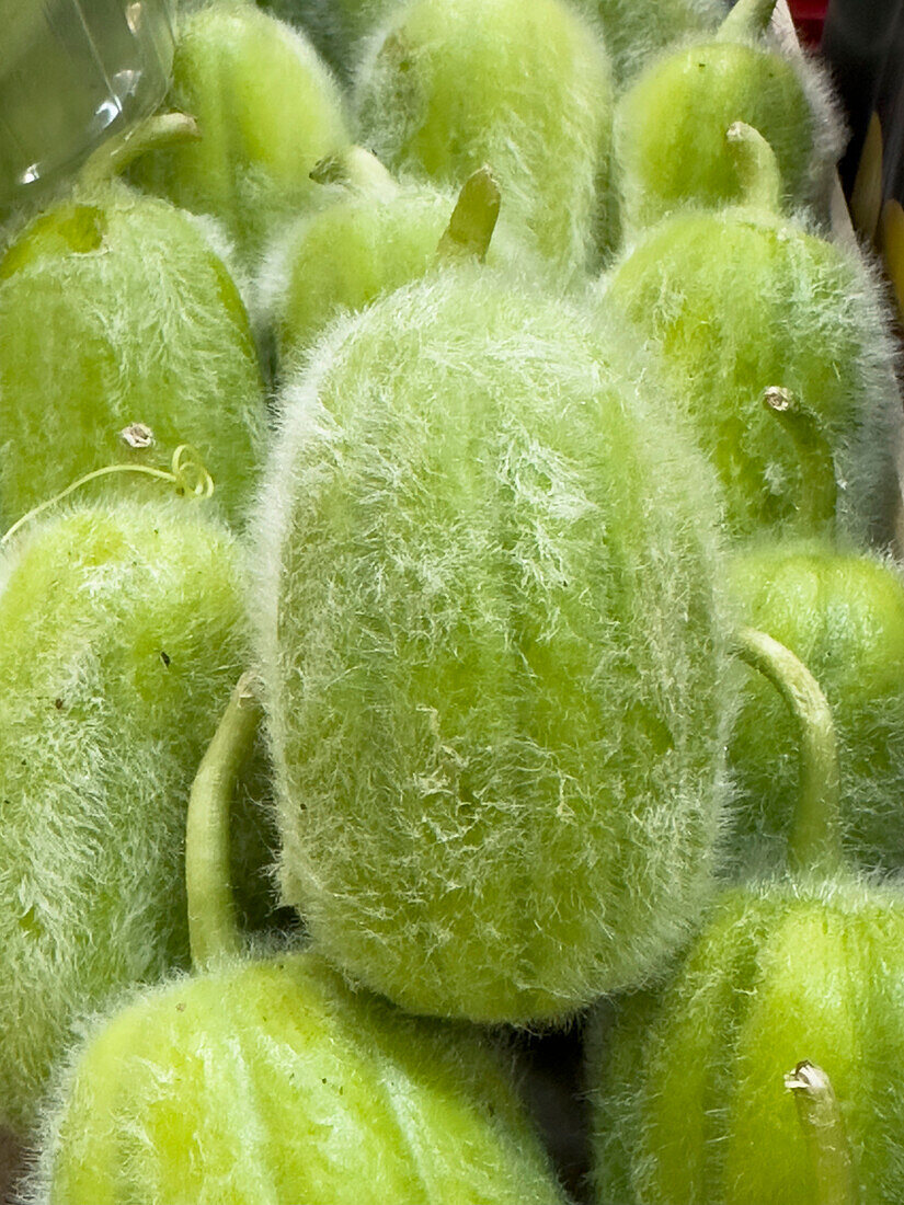 Apulian melon cucumber Carosello Pelosi (Cucumis melo L)