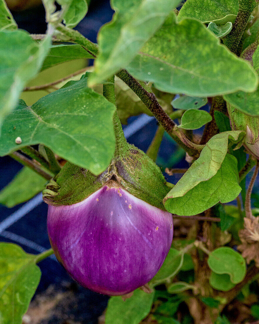 Aubergine plant in the vegetable garden