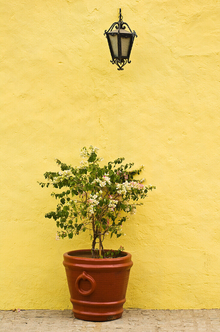 Bougainvillea plant, lamp and yellow wall; Cosal?, Sinaloa, Mexico.