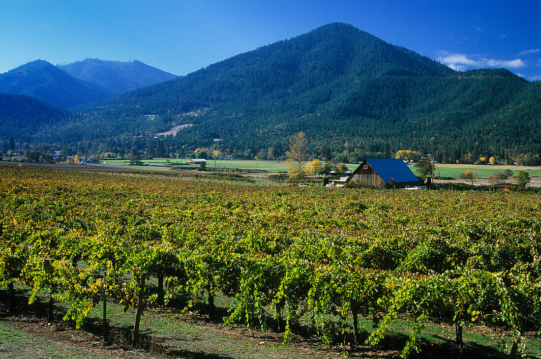 Valley View Vineyards in the Applegate Valley of Southern Oregon..
