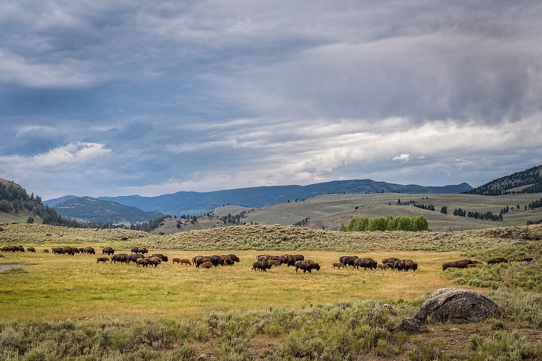 Bisonherde, Lamar Valley, Yellowstone-Nationalpark, Wyoming.
