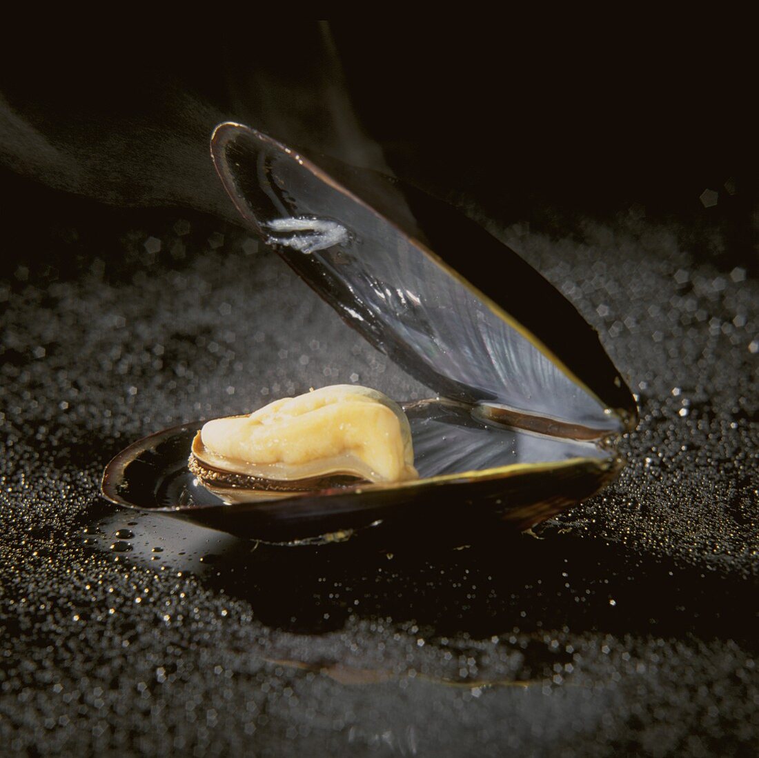 An opened mussel on black, wet background