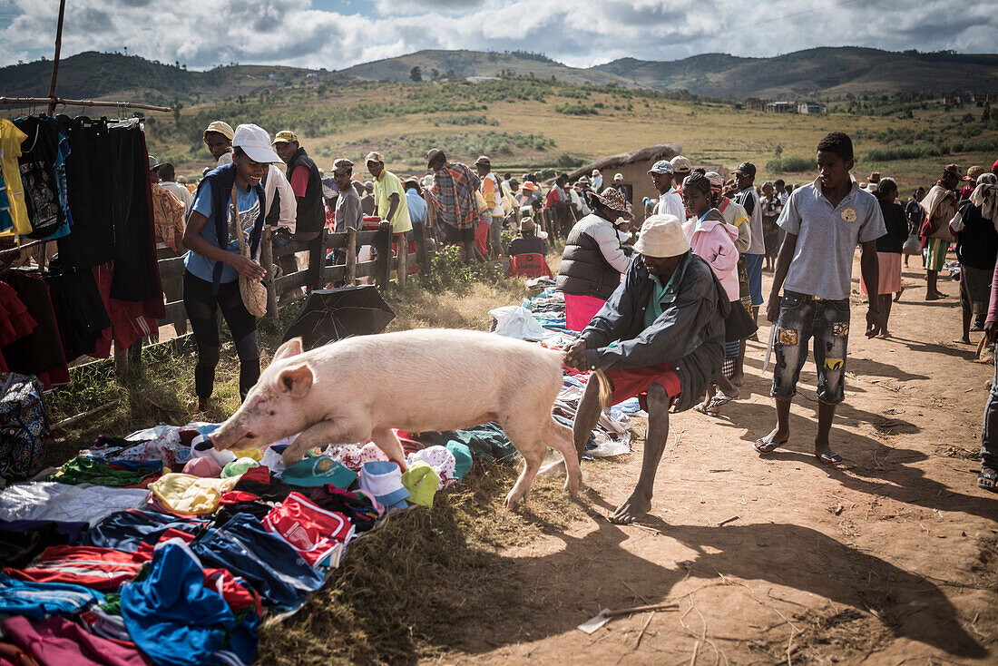 Verfolgung eines entlaufenen Schweins, Andohasana Montag Schweinemarkt, Zentrales Hochland von Madagaskar