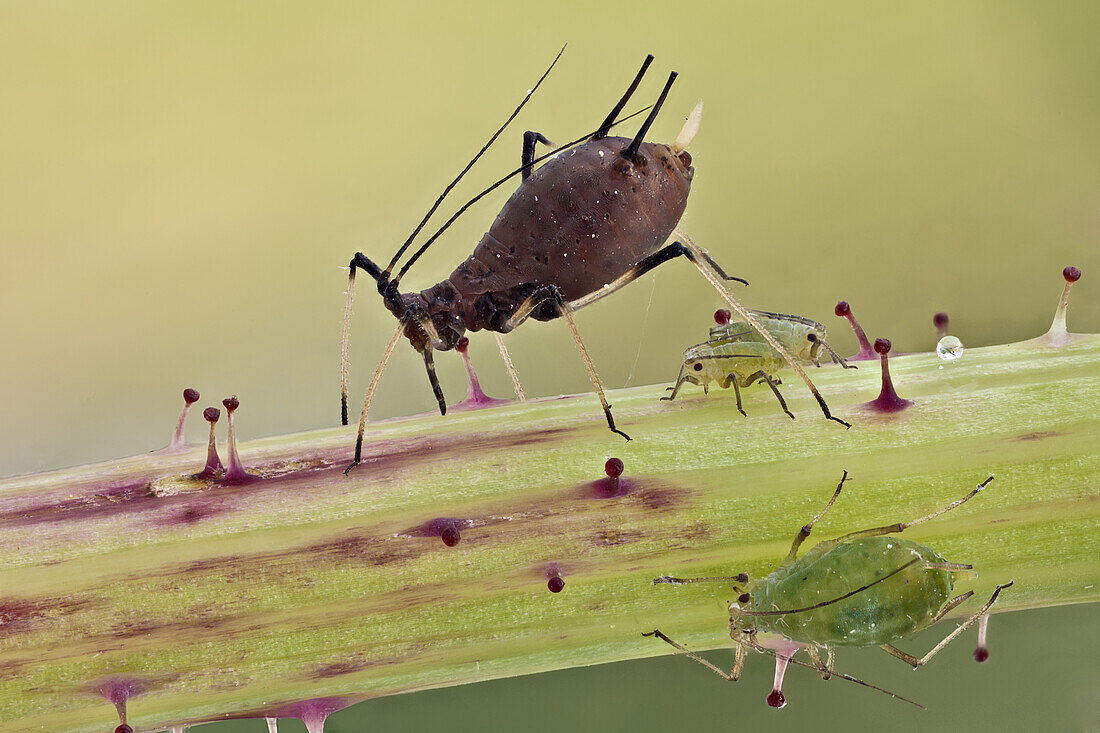 Blattläuse sind kleine, saugende Insekten und gehören zur Überfamilie der Aphidoidea. Sie gehören zu den zerstörerischsten Schadinsekten an Kulturpflanzen in gemäßigten Regionen.