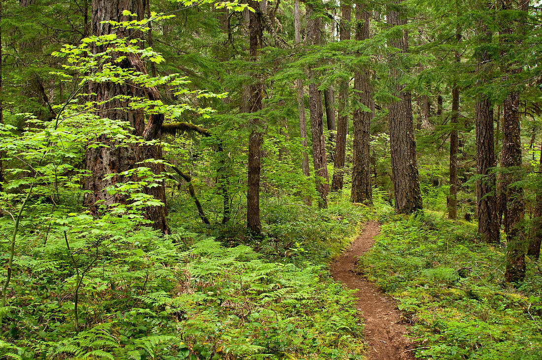 McKenzie River Trail, südlich des Trailbridge Reservoirs; Willamette National Forest, Cascade Mountains, Oregon.
