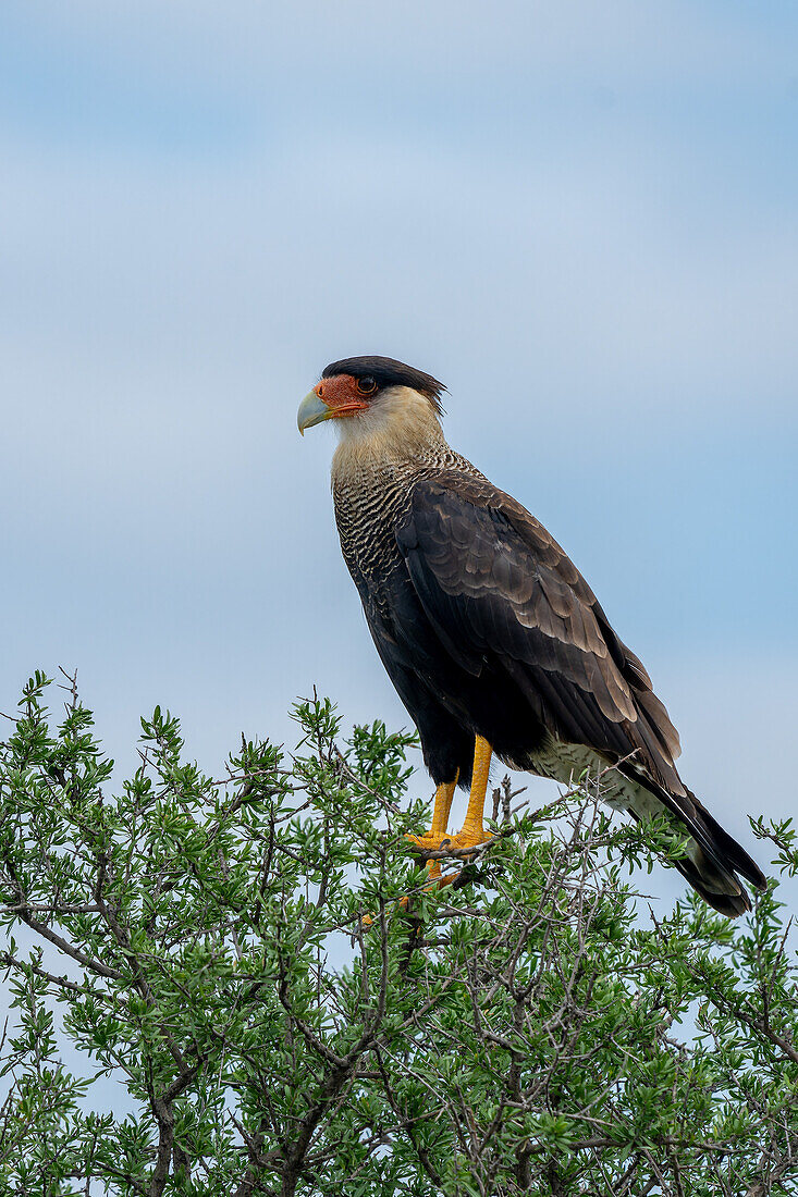 A Crested Caracara, Caracara plancus, perched in a tree in the San Luis Province, Argentina.