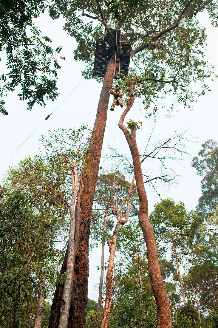 Woman rappelling down from tree platform at the Jungle Flight zip line and forest canopy tour, Chiang Mai, Thailand.