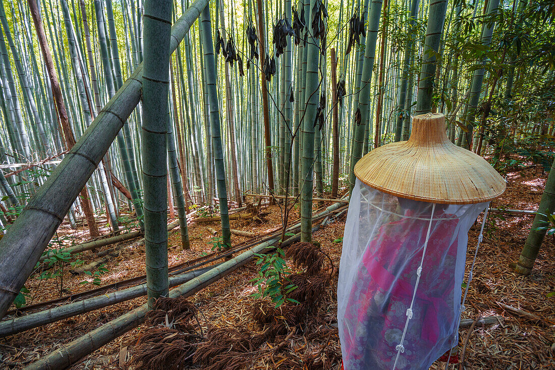 Kumano Kodo Pilgerweg. Daimon-zaka-Hang. Bambusbäume. Präfektur Wakayama. Kii-Halbinsel. Region Kansai. Insel Honshü. UNESCO-Welterbe. Japan
