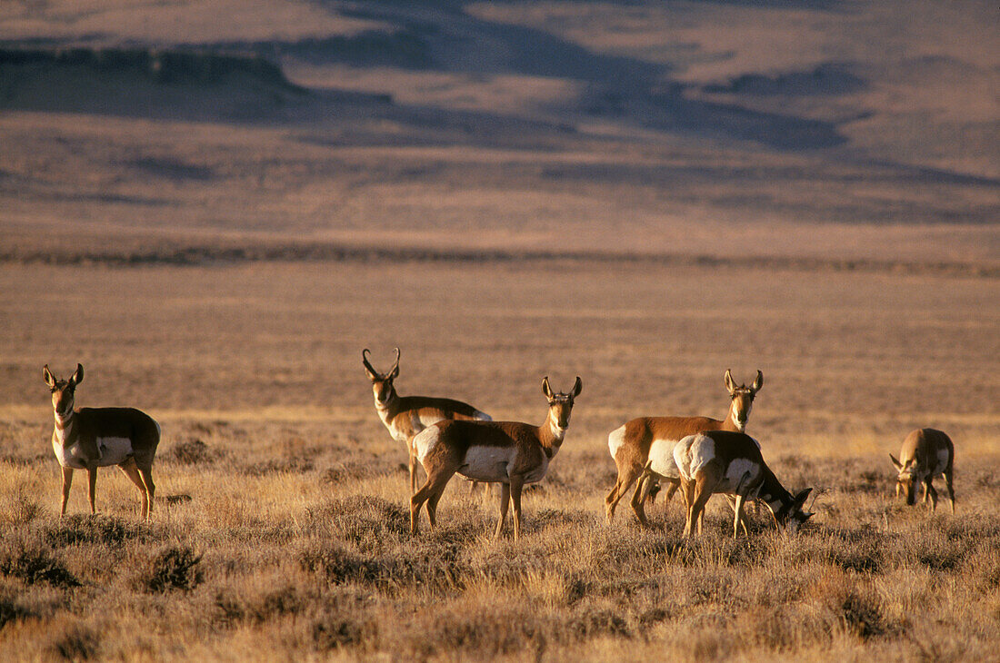 Pronghorn at Hart Mountain National Antelope Refuge, southeast Oregon. .