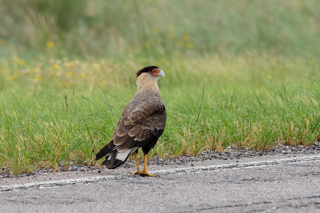 A Crested Caracara, Caracara plancus, forages in the grass longside a road in the San Luis Province, Argentina.
