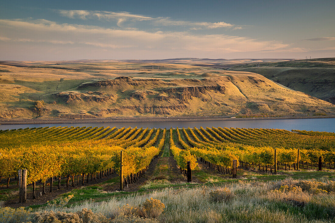 Maryhill Vineyards mit Blick auf den Columbia River; Maryhill, Washington.