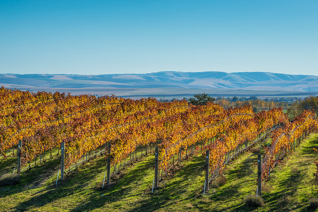 Reihen von Weinstöcken in den Waters Vineyards mit den Blue Mountains in der Ferne; Walla Walla, Washington.