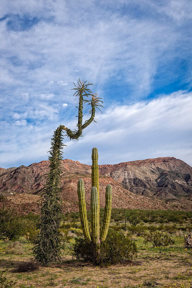 Boojum tree and Cardon cactus in the Catavina Desert, Baja California, Mexico.