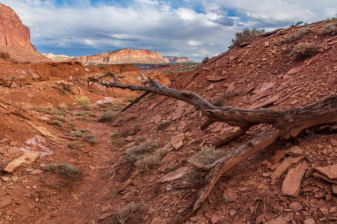A dead pinyon pine log in an eroded dry watercourse in Capitol Reef National Park in Utah.