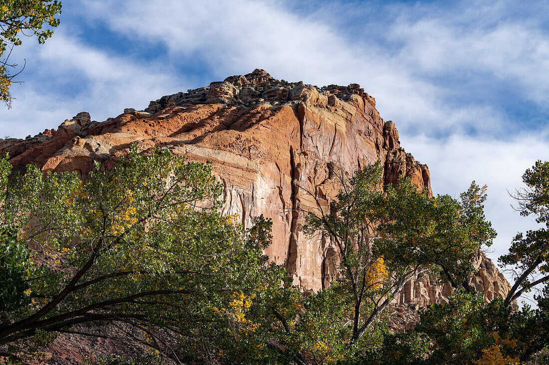 Cottonwood trees, Populus fremonti, in fall color and sandstone cliffs in Capitol Reef National Park, Utah.