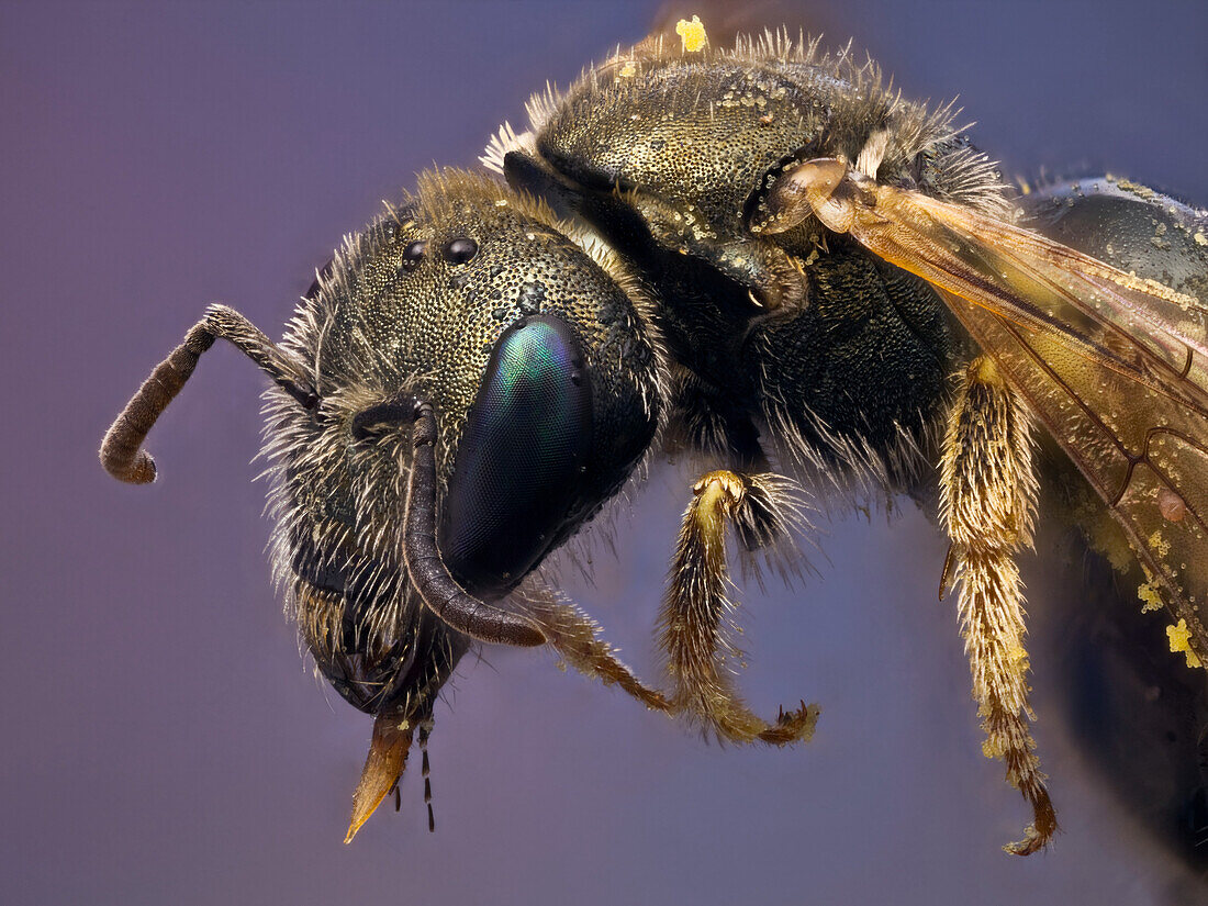 Eine kleine metallene Biene, die mit Pollen bedeckt ist und eine parasitäre Milbe auf dem Flügel hat.