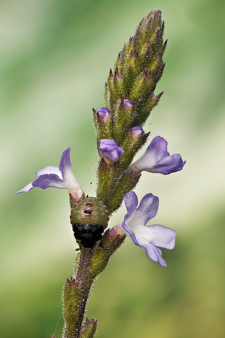 Eine echte Wanzen-Nymphe auf einer Wildblume; man sieht, dass sie durch ihre Tarnung sehr schwer zu finden ist