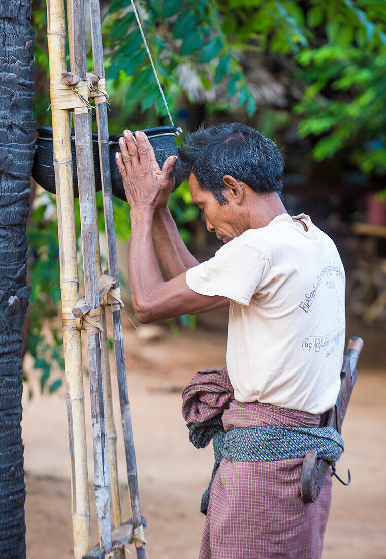 Ein burmesischer Bauer klettert in einem Dorf in der Nähe von Bagan auf eine Palme, um Saft und Palmzucker zu gewinnen.