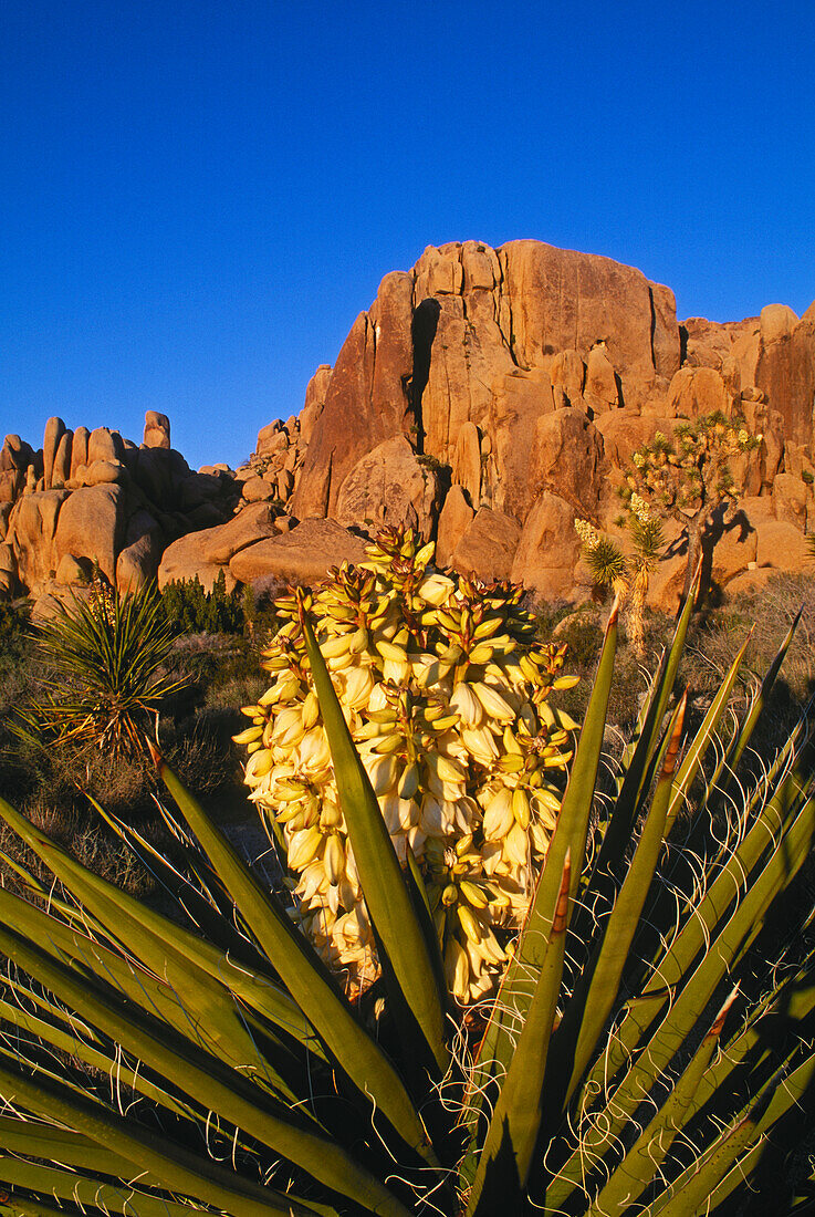 Blühende Yucca-Pflanze; Joshua Tree National Park, Mojave-Wüste, Kalifornien. ..