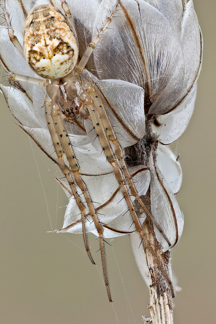 A closer view of same spider; it can remain still for long periods of time until a pray comes within its hunting range