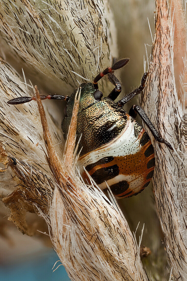 Detail of the bug nymph at higher magnification, holding itself on a dried wild flower